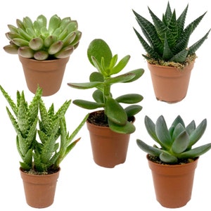 5 piante grasse, mini piante grasse succulente Ø vaso 5,5cm, altezza da 5 a 13 cm (con vaso), pianta domestica, decorazione