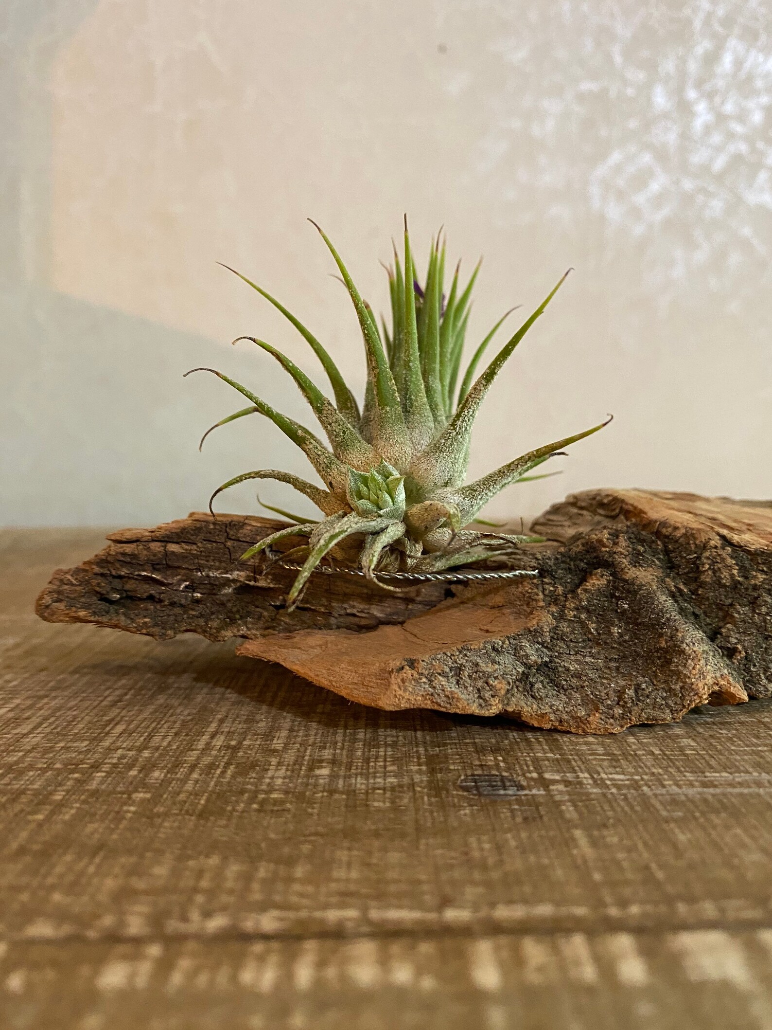 Unique Airplant Holder Etsy