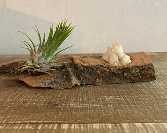 Air Plant Stand Funky Bed Spring Air Plant Holder Old Antique Bed Spring Rusty Bed Spring with Charms Sun and Moon Air Plant Holder Unique Air Plant Stand Funky Bed Spring Air Plant Holder Old Antique Bed Spring Rusty Bed Spring with Charms Sun and Moon Air Plant Holder Unique