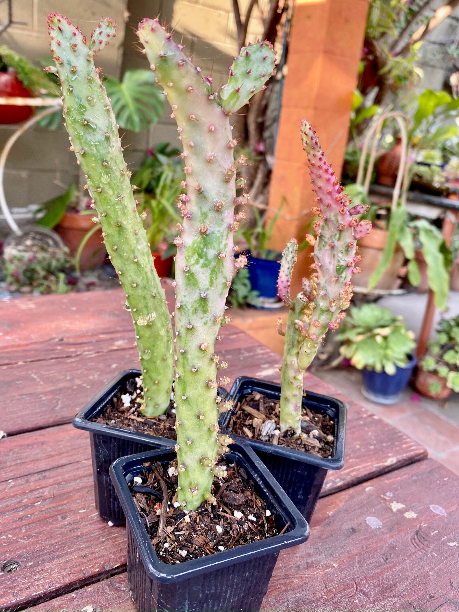 Opuntia monacantha f. monstrousa Variegata Maverick Cactus Etsy