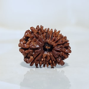 15 Mukhi Rudraksha, Nepali - Lab Certified with X-Ray