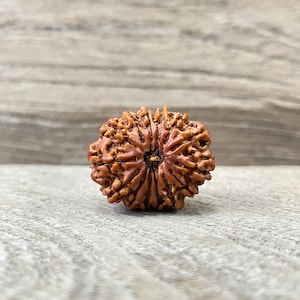 May include: A brown, round, seed-like object with a starburst pattern. The object has a dark brown centre and is surrounded by a lighter brown outer layer.