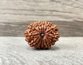 14 ムキ ガウリ シャンカール ルドラクシャ ビーズ: ネパール原産、IGL