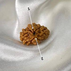 2 Mukhi Rudraksha, 2 Face (mukhi) Rudraksha