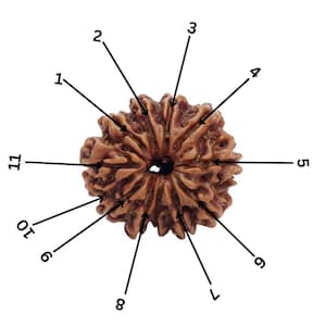 11 Mukhi Rudraksha with Lab Certificate, Nepali 11 Faced Rudraksha