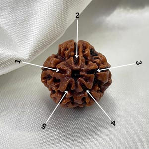 5 Face Rudraksha, Panchmukhi Rudraksha with Lab Certified for Pendant