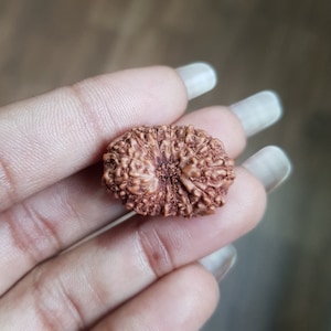Può includere: Un seme di rudraksha marrone, con un motivo intricato, un seme sacro utilizzato nell'induismo e nel buddismo per la meditazione e le pratiche spirituali.
