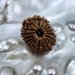 16 Faced Rudraksha,  16 Mukhi Rudraksha, Nepali 16 Face Rudraksha from Arun Valley Nepal, 26mm Collector Rudraksha