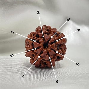 Original 8 Mukhi Rudraksha Pendant with Lab Certificate