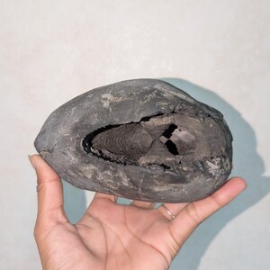 Original Shaligram, Lord Vishnu Chakra Shaligram Shila, Shaligram from Gandaki River