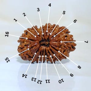 16 Mukhi Nepali Rudraksha with X-Ray and Lab Certificate, 14 Face Rudraksha Big size
