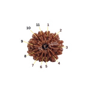 11 Mukhi Nepali Rudraksha Bead with Lab Certificate (26mm)