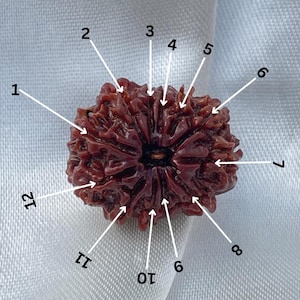 Nepali 12 Mukhi Rudraksha: 23mm Pendant with Lab Certificate