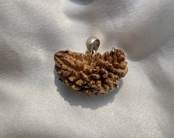Colgante 1 Cara Rudraksha en Plata 925 Original 1 Colgante Mukhi Rudraksha para Regalos