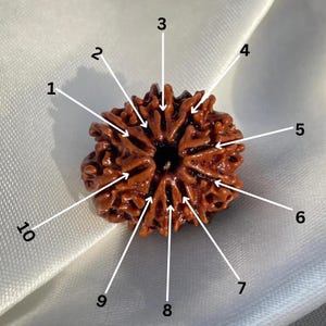 10 Mukhi Nepali Rudraksha Bead with Lab Certificate