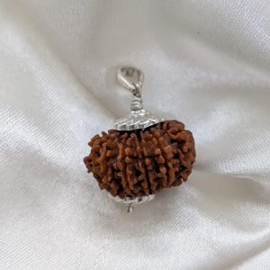 12 Mukhi Rudraksha 925 Silver Pendant - Lab Certified Nepali Bead