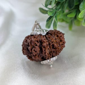 Nepali 14 Mukhi Rudraksha Silver Pendant: Lab Certified Divine Gem