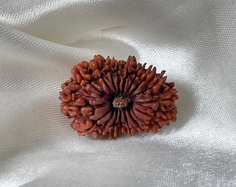 Original 18 Mukhi Nepali Rudraksha Pendant, 30mm