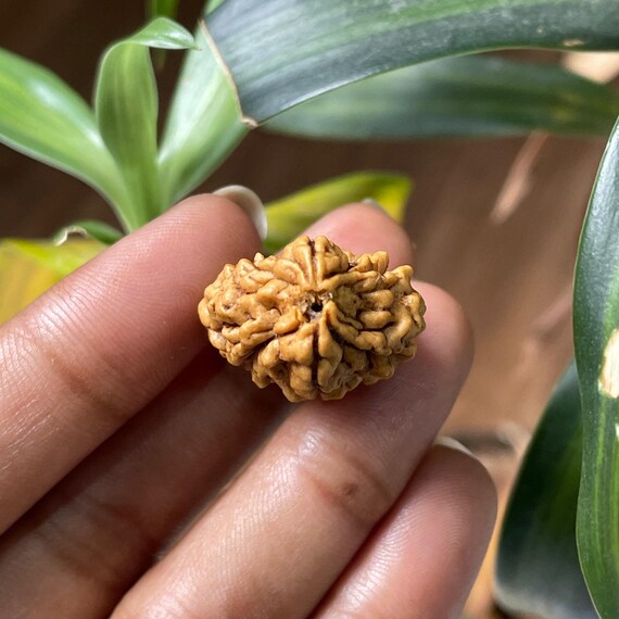 2 ムキ ルドラクシャ、ペンダント用の 2 つの顔のルドラクシャ - Etsy 日本