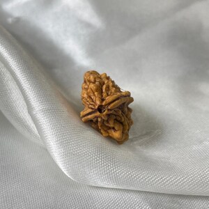 2 Mukhi Rudraksha, Natural 2 Face Rudraksha with Lab Certificate