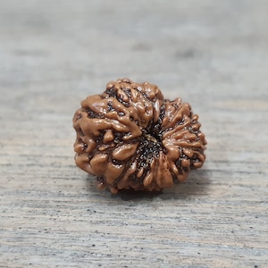 12 Face Indonesian Rudraksha Bead, Authentic Java Mukhi Yoga Pendant