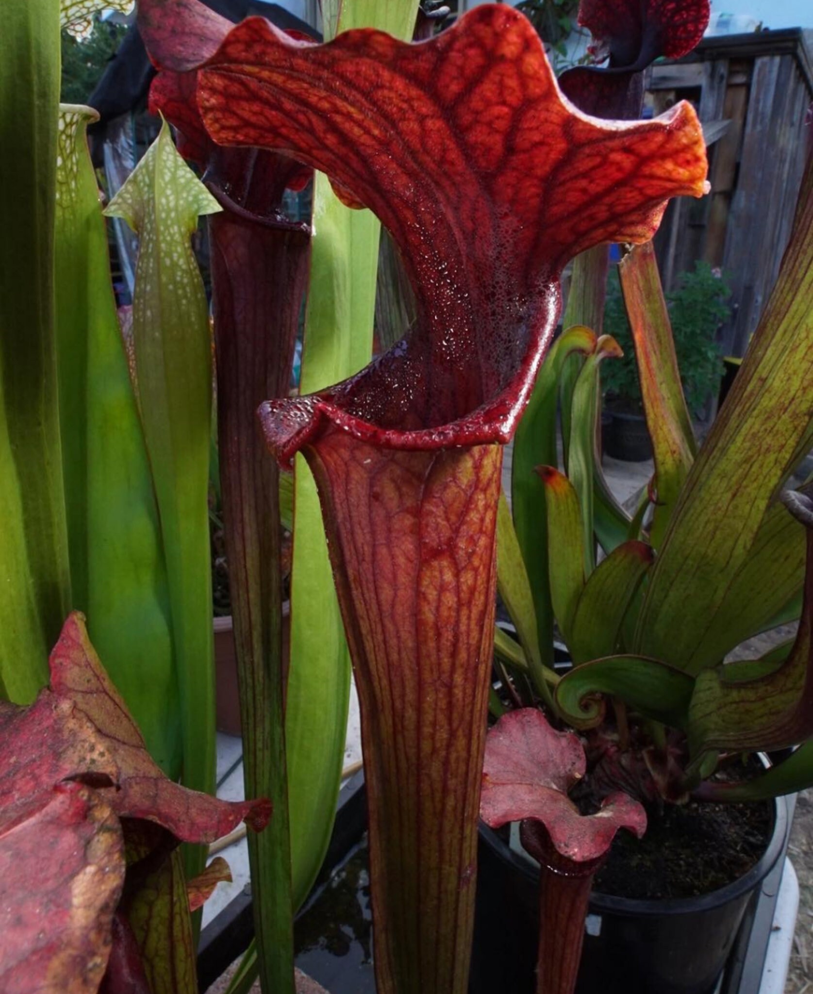 Sarracenia hybrid seeds rare carnivorous plants Etsy