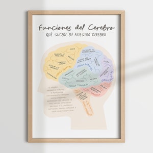 FUNCIONES DEL CEREBRO, brain spanish, salud mental, terapia, terapeuta, psicología, mental health, counselling, school psychologist