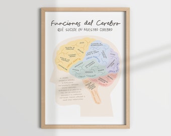 FUNCIONES DEL CEREBRO, brain spanish, salud mental, terapia, terapeuta, psicología, mental health, counselling, school psychologist