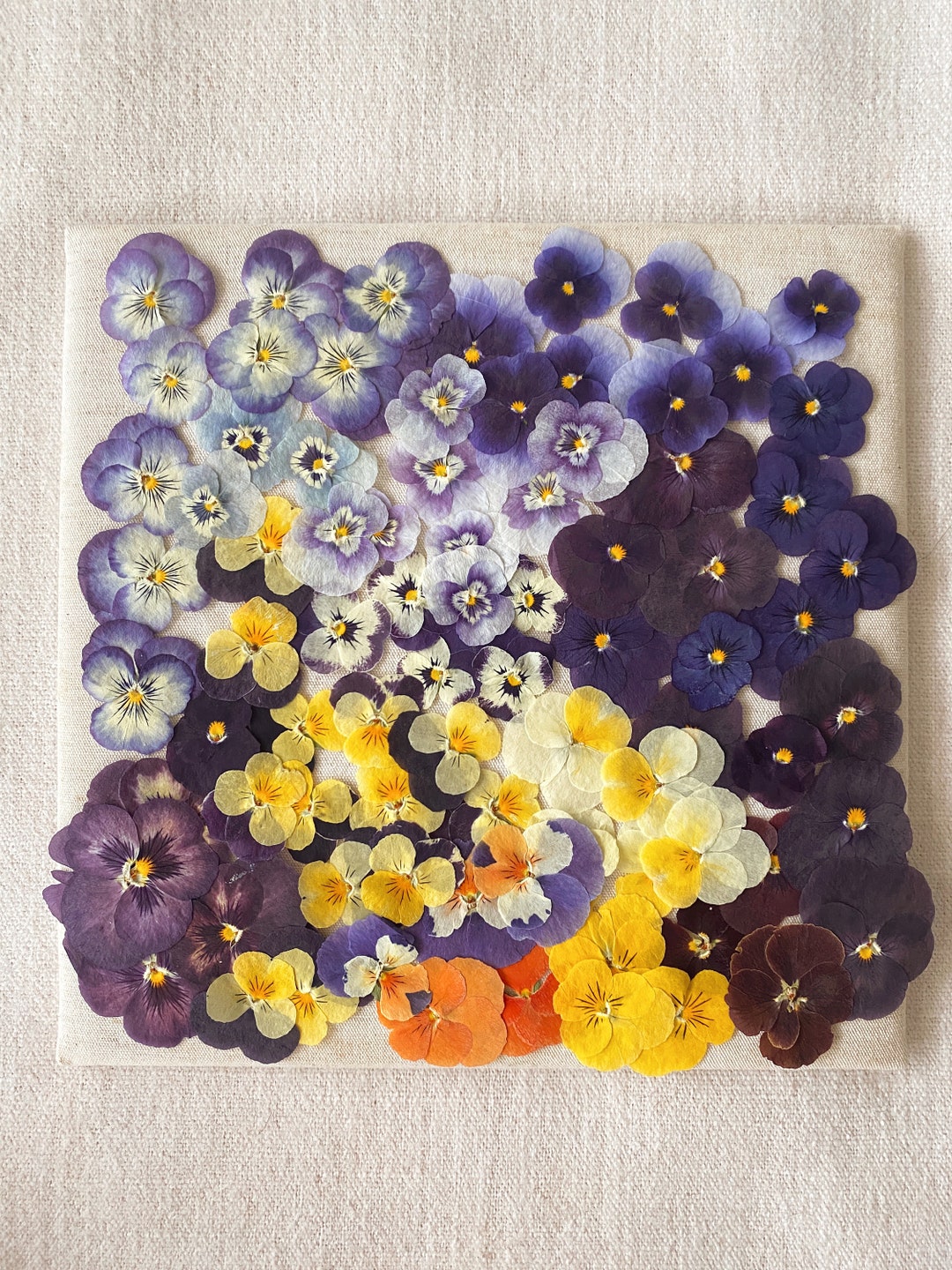 Pressed Violas, Dried Violas, Pansy, Johnny Jump Up, Edible Flowers, Perfect Pressed, Pressed