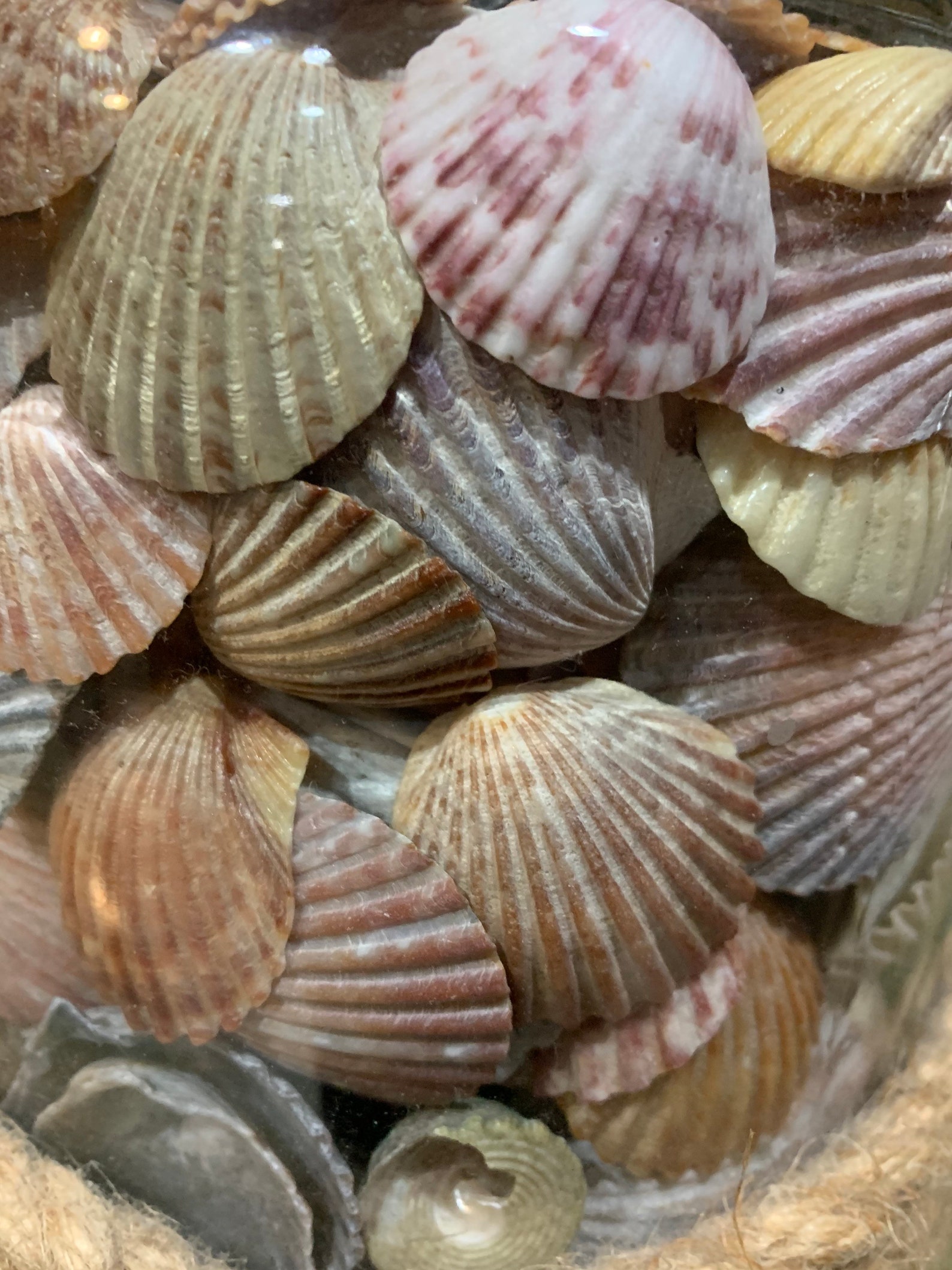 Bulk Bay Scallop Seashells polished 20 each FREE SHIPPING Etsy