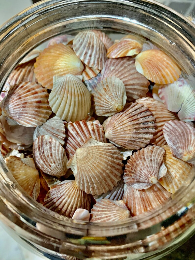 Bulk Bay Scallop Seashells polished 20 each FREE SHIPPING Etsy
