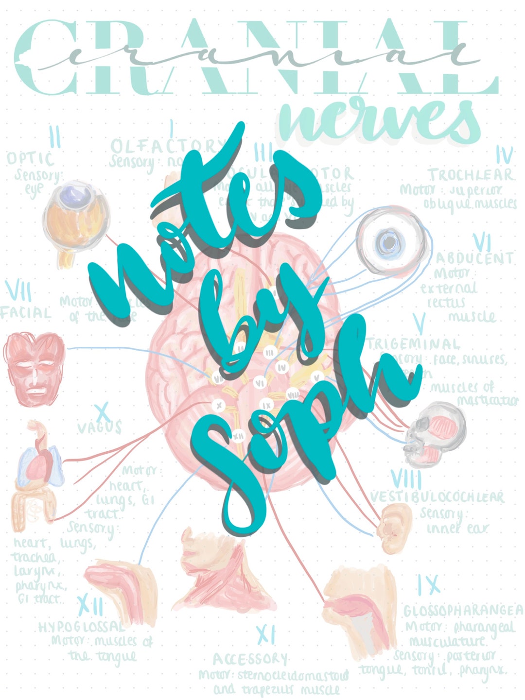 Cranial Nerves Digital Notes - Etsy