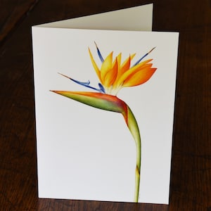 Biglietto d'auguri Strelitzia reginae