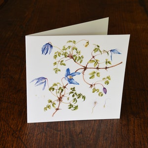 Clematis alpina "Postkarte ""Frances Rivis""."
