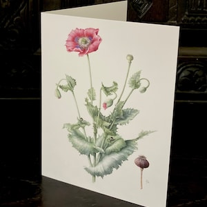 Papaver somniferum (Opium Poppy) greeting card