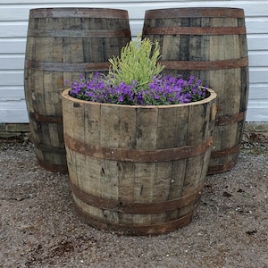 May include: Three wooden barrels with metal hoops, used as planters. The centre barrel is filled with purple flowers and green foliage. The barrels are weathered and have a rustic appearance.