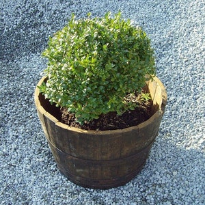 May include: A green bush growing in a brown wooden barrel planter. The planter is sitting on a bed of small grey stones.