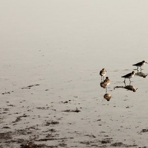 La Sal del Rey- Water Birds