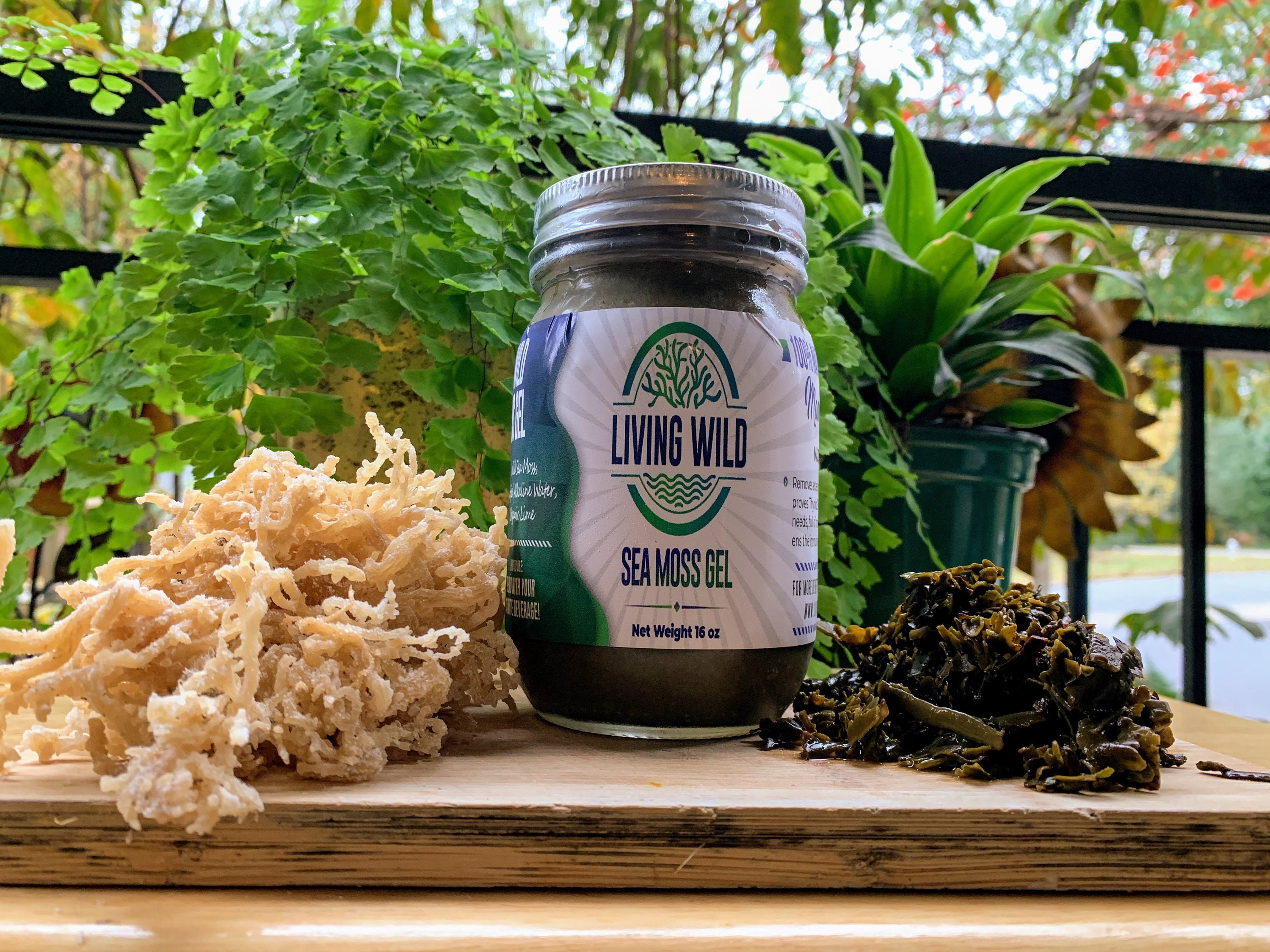 Wildcrafted Sea Moss and Bladderwrack Gel Etsy