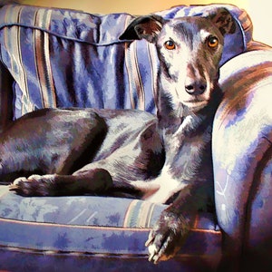May include: A black Greyhound dog with brown eyes is lying on a blue and brown striped sofa. The dog is looking directly at the camera.