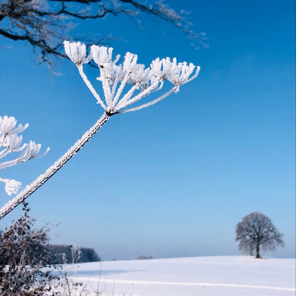 Eisblume, Ammersee, Leinwand, Druck, Foto, Poster, Digitaldruck, Herrsching am Ammersee, Schnee, Wanddeko, Wandbild, Fotografie, Pflanze