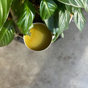 Belly Salve Kit