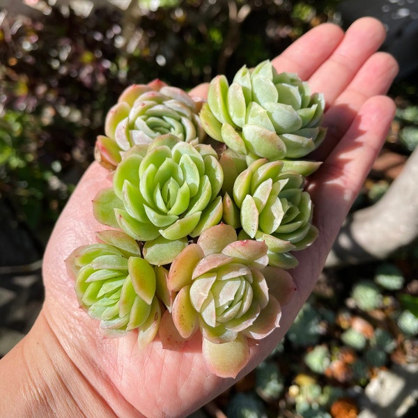 Echeveria Elegans, Fully Rooted Live Succulent Plant, Hand Selected Succulents
