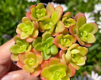 Sedum Confusum, 2” Stonecrop, Live Succulent Plant (Fully Rooted or No Root), Hand Selected Succulents