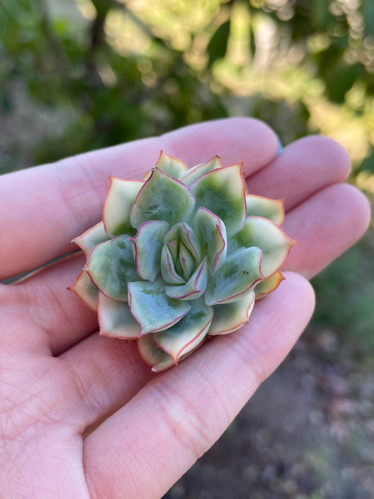 Echeveria Esther Variegata Variegated Live Succulent Plant | Etsy