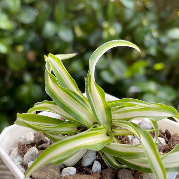 Spider Plant, Chlorophytum Comosum, Fully Rooted Live Plant, Hand Selected