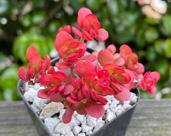 Crassula Pubescens Radicans 'Small Red Carpet', 2" Fully Rooted Live Succulent Plant, Hand Selected Succulents