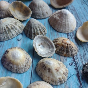 May include: A collection of seashells in various shapes and sizes, with a mix of white, brown, and beige colours. The shells are arranged on a blue wooden surface.