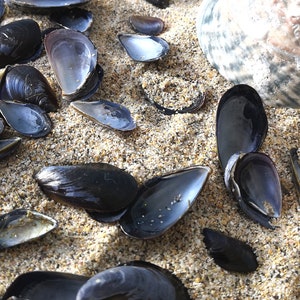 May include: A close-up of a variety of black mussel shells on a sandy beach. The shells are arranged in a random pattern, with some overlapping. The sand is a light beige colour, and there is a blue wooden surface in the background.