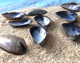 Mussel Shells 30/50/60/70 half shells. Great for Crafting, Jewellery, Wreaths, Home Décor & Beach Themed Weddings